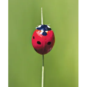 Wild Earth Single Essence -...