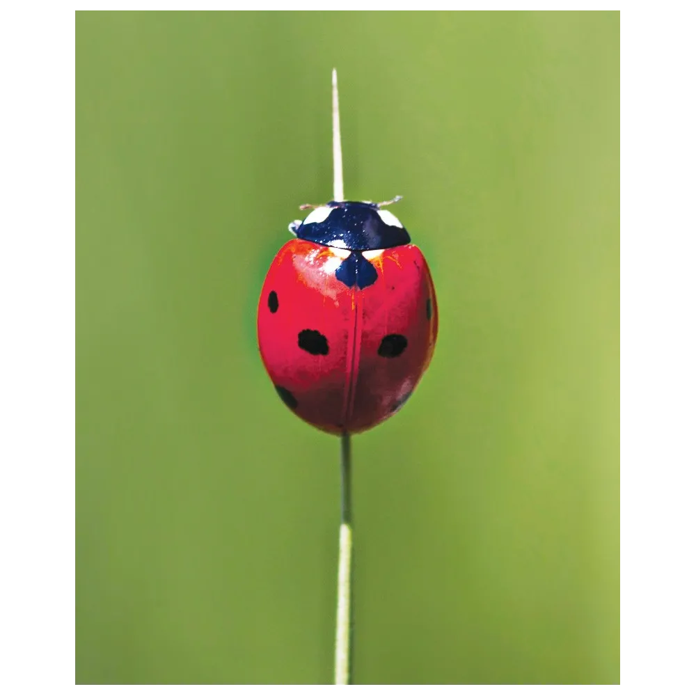 Essenza Singola Wild Earth - Ladybug (Coccinella) 30 ml