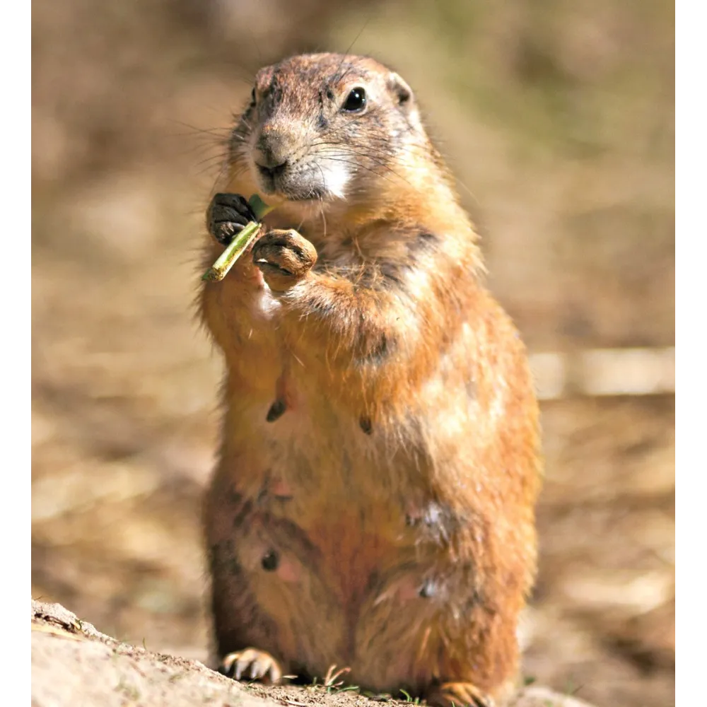 Wild Earth Single Essence - Prairie Dog 30 ml