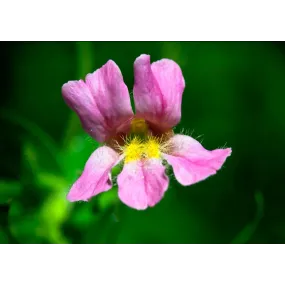 Californian Single Essence...