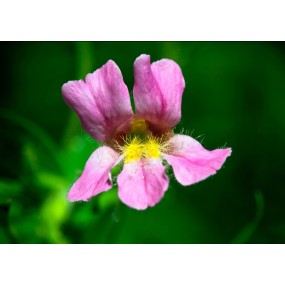 Essence unique californienne FES - Fleur de singe rose (Mimulus lewisii) 7,4 ml