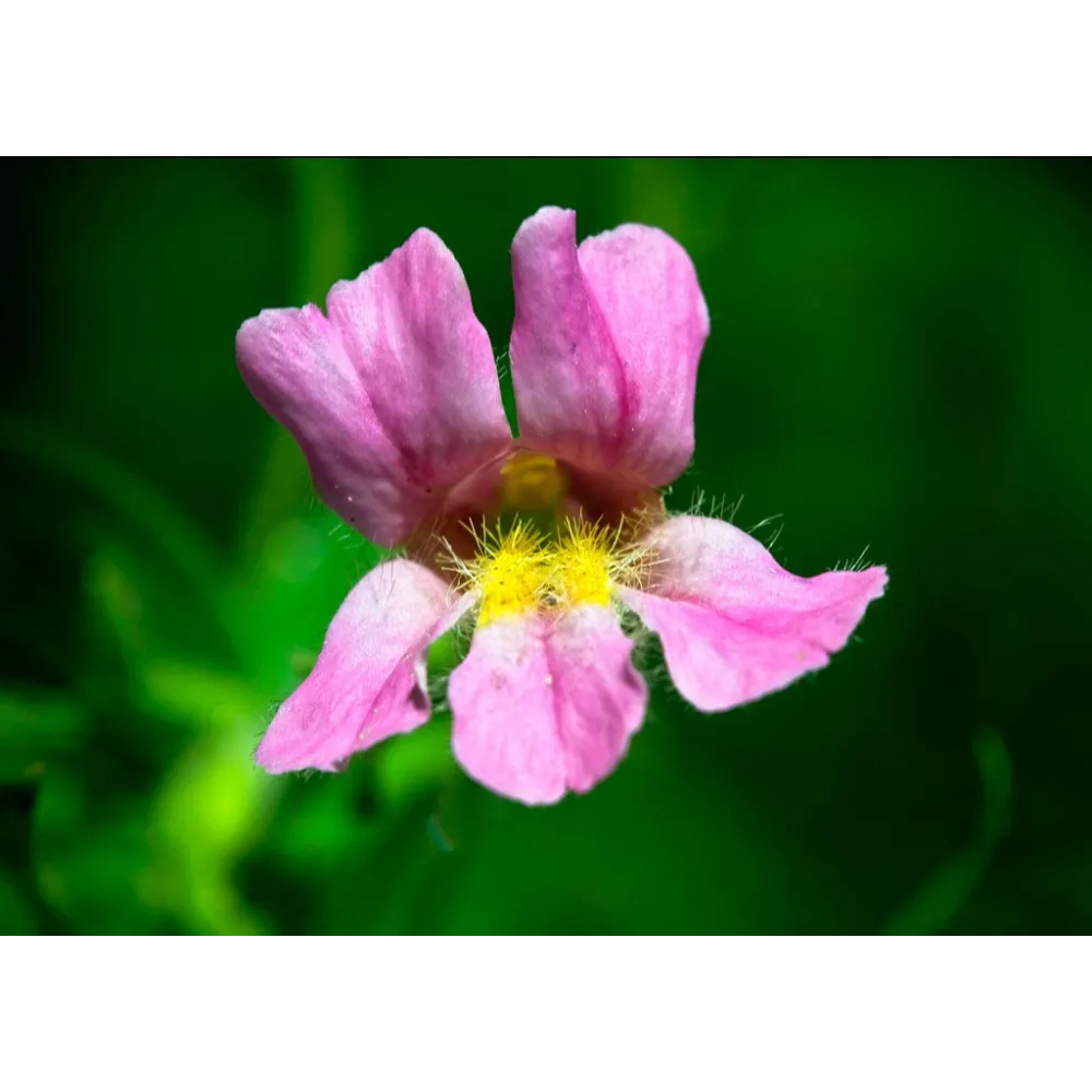 Californian Single Essence FES – Pink Monkeyflower