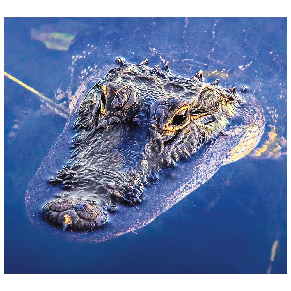 Wild Earth Essence Unique - Alligator 30 ml