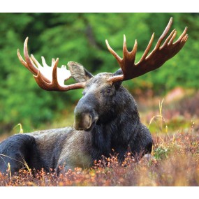 Essenza Singola Wild Earth - Moose (Alce americano) 30 ml
