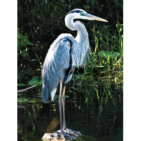 Wild Earth Single Essence -...