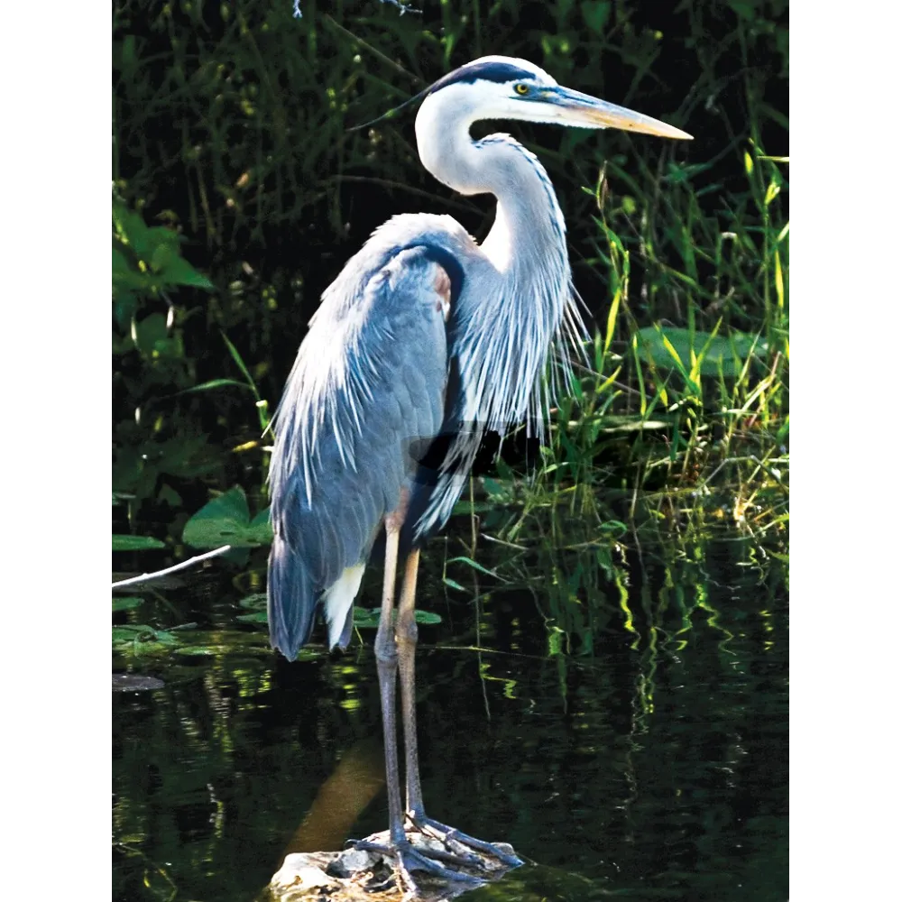 Wild Earth Single Essence – Great Blue Heron (Blaureiher) 30 ml