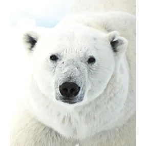 Wild Earth Single Essence -...