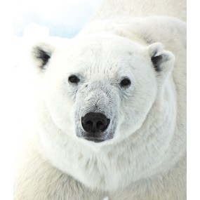 Wild Earth Single Essence - Polar Bear 30 ml
