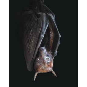 Essenza Singola Wild Earth - Bat (Pipistrello) 30 ml