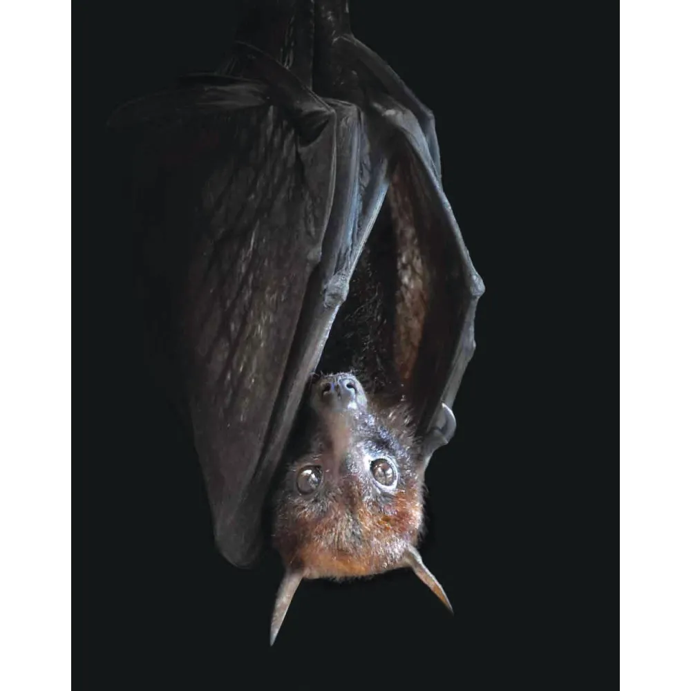 Essence unique Wild Earth - Chauve-souris