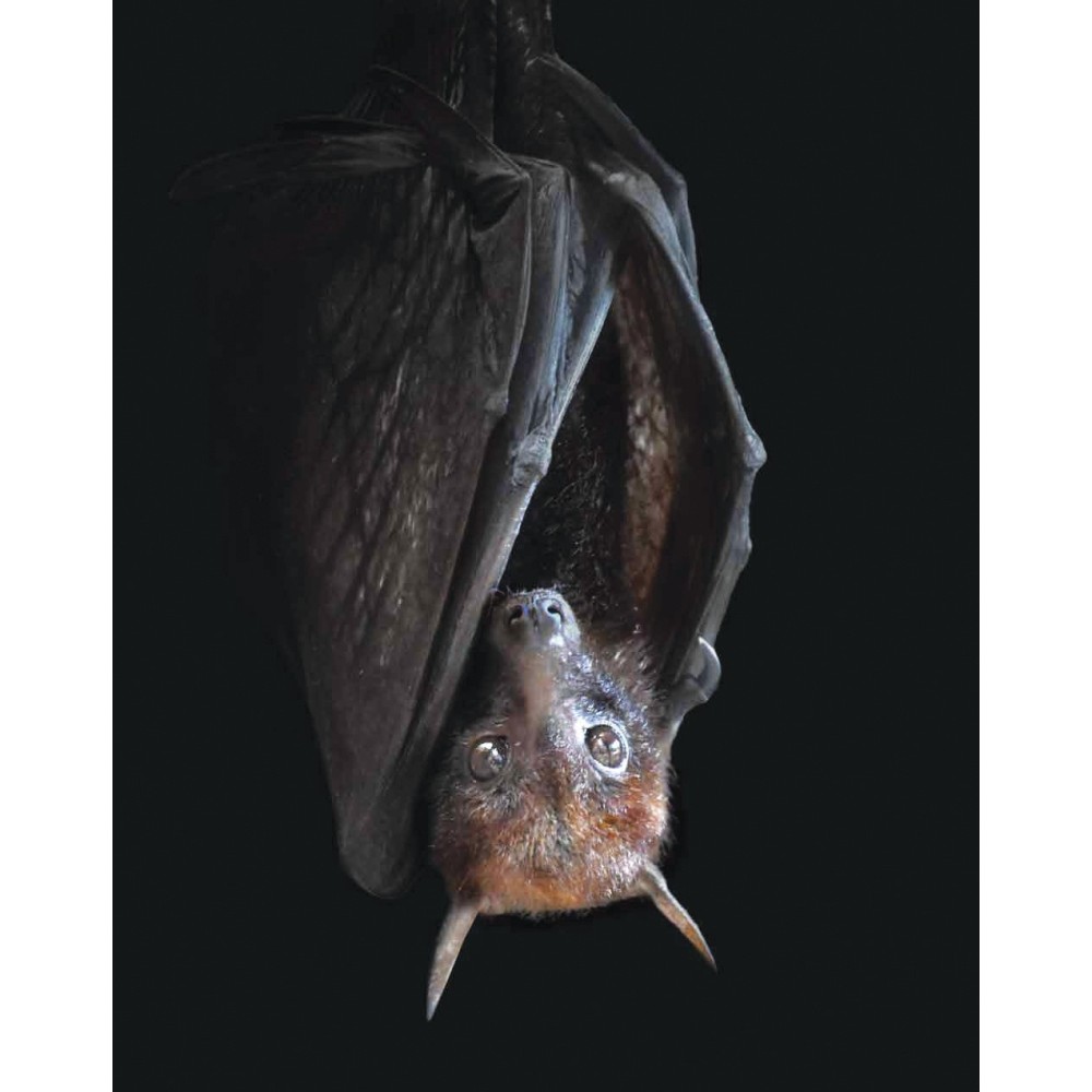 Essenza Singola Wild Earth - Bat (Pipistrello) 30 ml