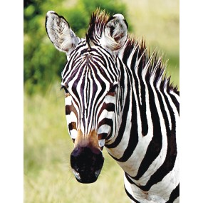 Essenza Singola Wild Earth - Zebra 30 ml