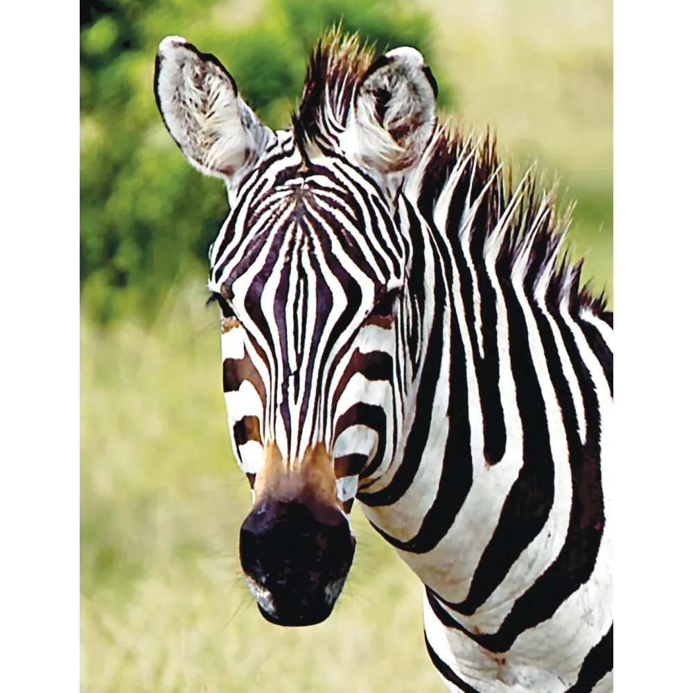 Wild Earth Single Essence - Zebra 30 ml