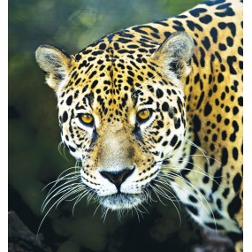 Essenza Singola Wild Earth - Jaguar (Giaguaro) 30 ml