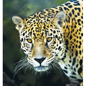 Wild Earth Single Essence -...