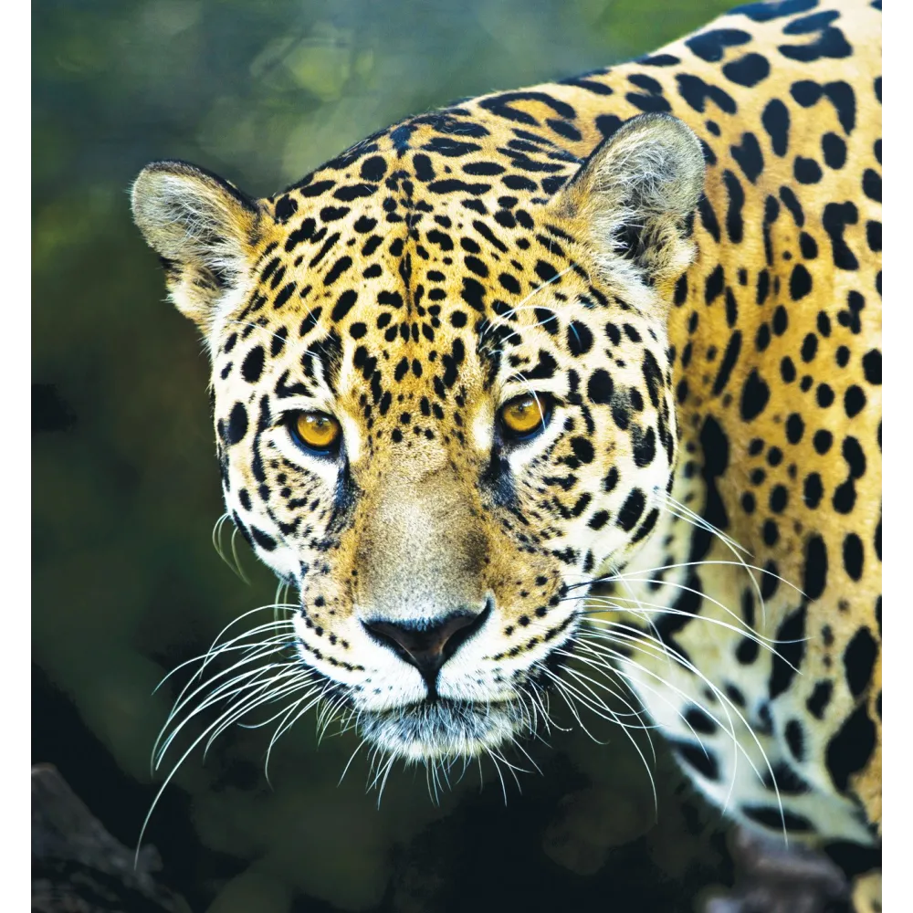 Esencia única de Wild Earth - Jaguar