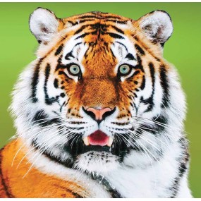 Essenza Singola Wild Earth - Tiger (Tigre) 30 ml