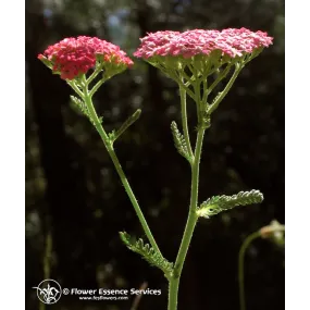 Esencia única californiana...