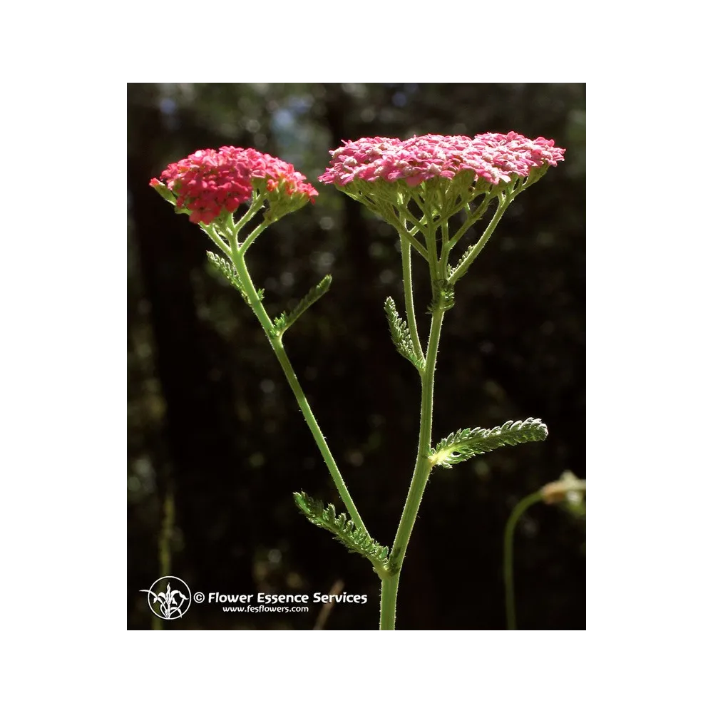 Esencia californiana única FES – Milenrama rosa