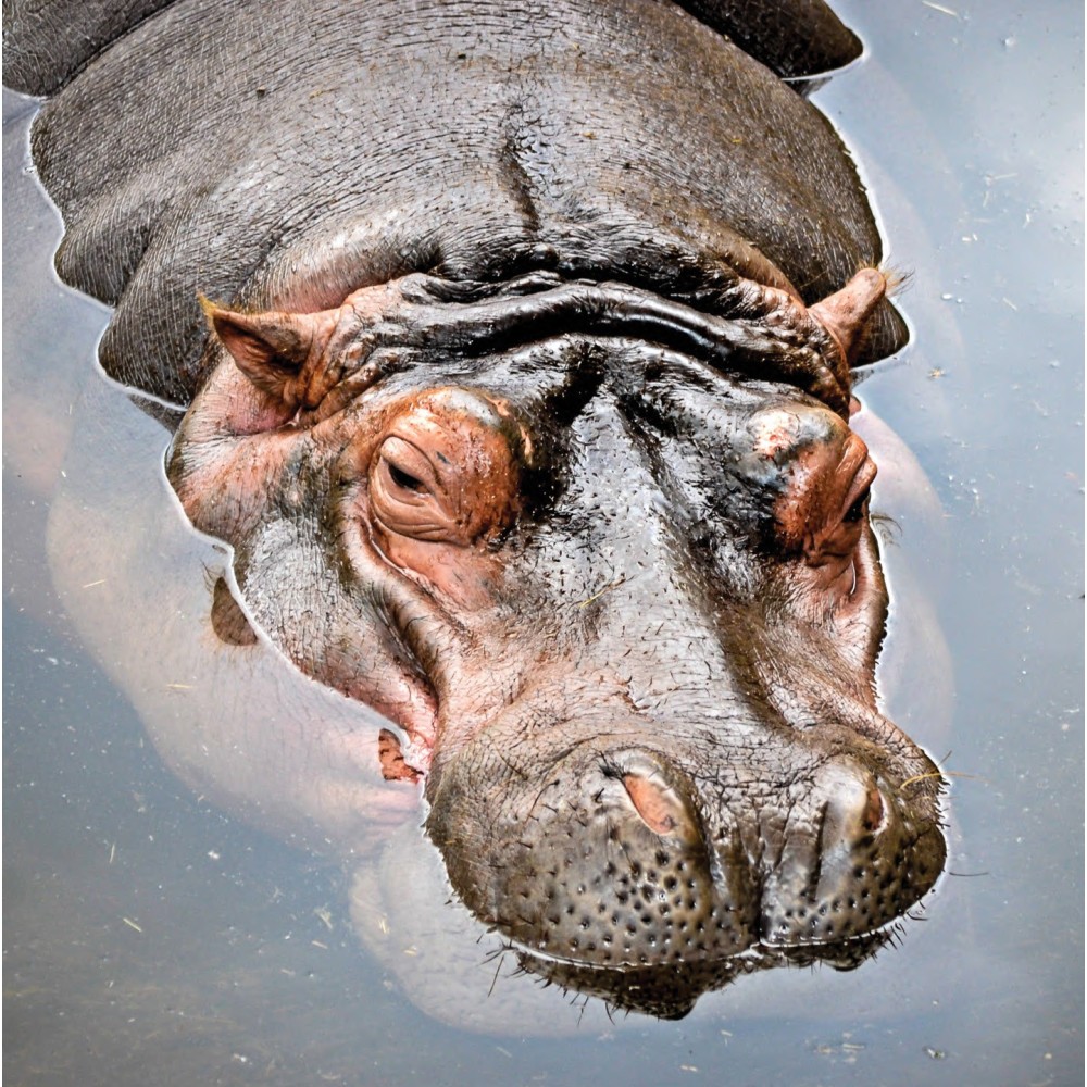 Wild Earth Single Essence - Hippopotamus (Hippo) 30 ml