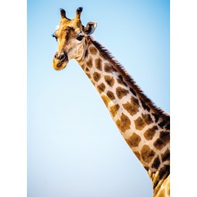 Essenza Singola Wild Earth - Giraffe (Giraffa) 30 ml