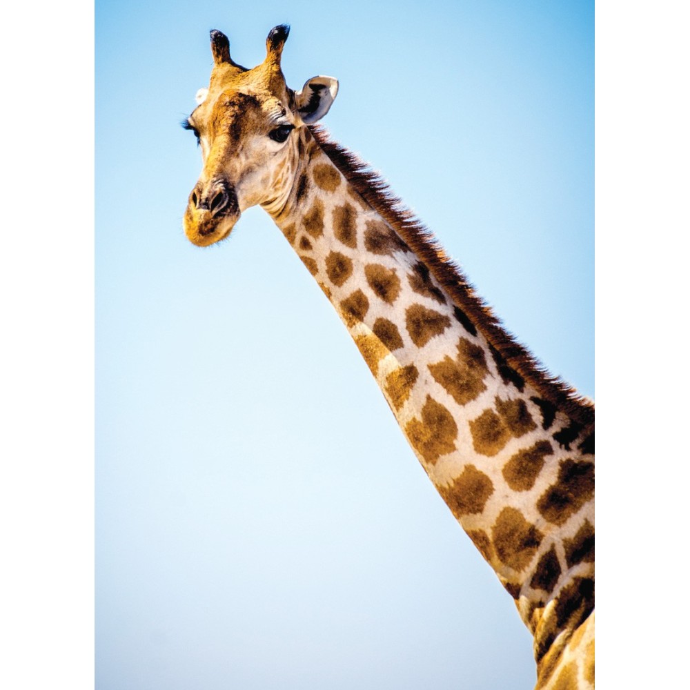 Wild Earth Single Essence – Giraffe (Giraffa) 30 ml