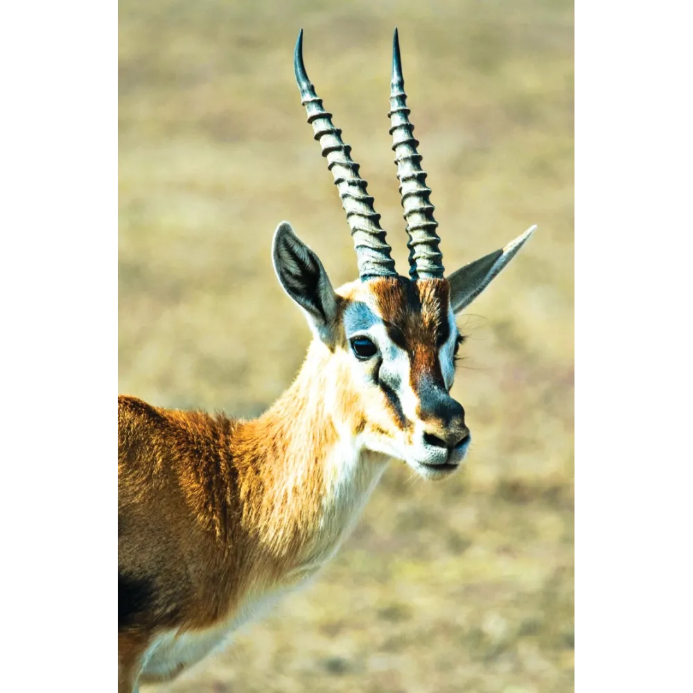 Esencia única de Tierra Salvaje - Gacela (Gazelle)