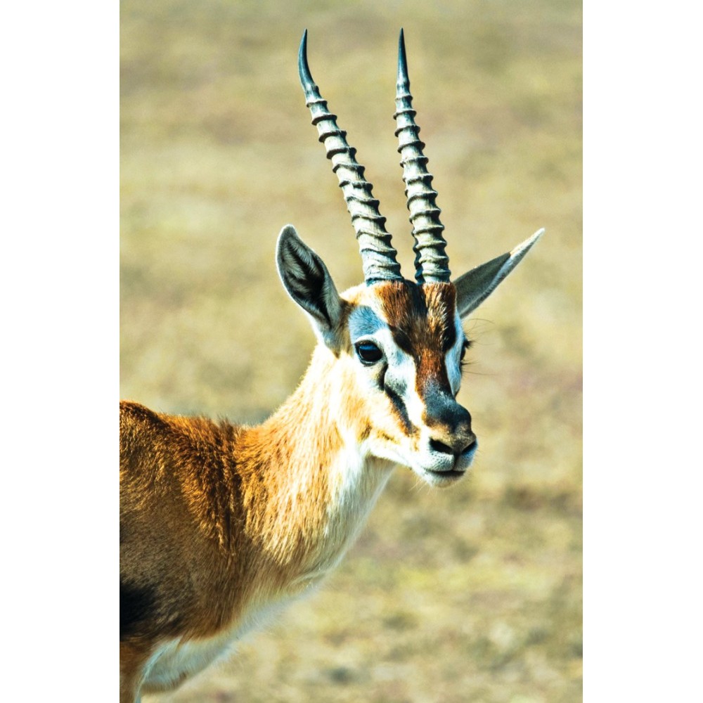Essence Unique Terre Sauvage - Gazelle (Gazelle) 30 ml