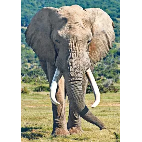 Essence unique Wild Earth -...