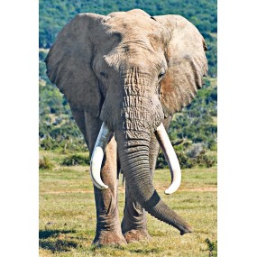 Essenza Singola Wild Earth - Elephant (Elefante) 30 ml