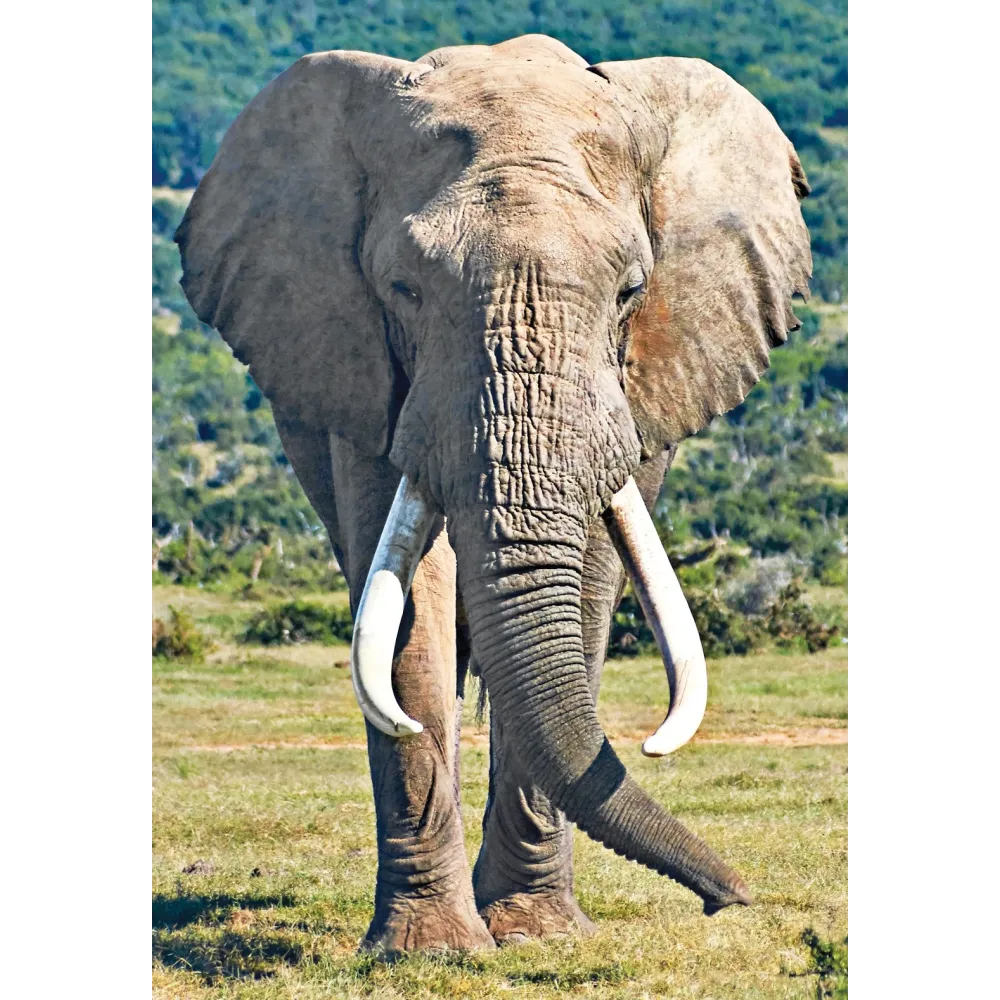 Esencia única Tierra Salvaje - Elefante