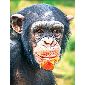 Wild Earth Single Essence – Schimpanse (Schimpanse) 30 ml