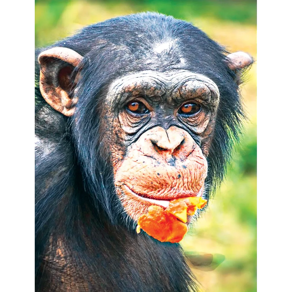 Wild Earth Single Essence - Chimpanzee
