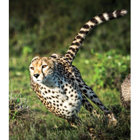 Essenza Singola Wild Earth - Cheetah (Ghepardo) 30 ml