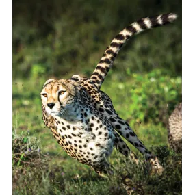 Wild Earth Single Essence -...