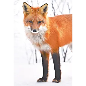 Essence unique Wild Earth -...