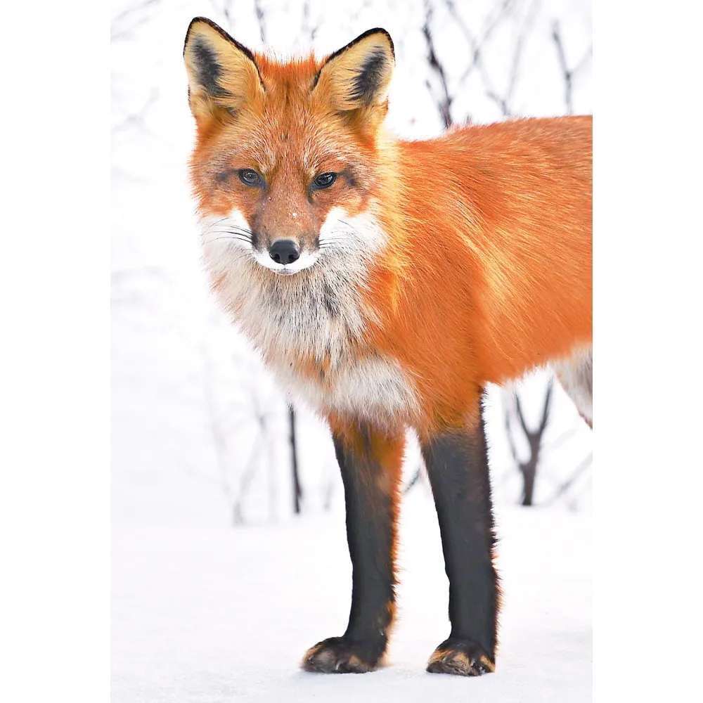 Wild Earth Essence Unique - Renard 30 ml