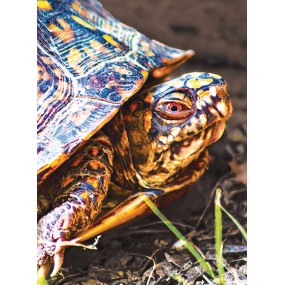 Essenza Singola Wild Earth - Turtle (Tartaruga) 30 ml