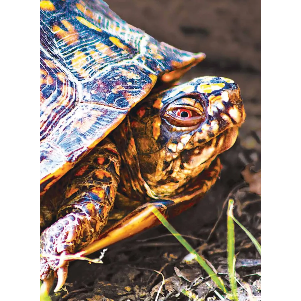 Essence unique Wild Earth - Tortue