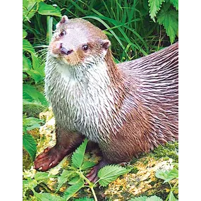 Essence unique Wild Earth -...