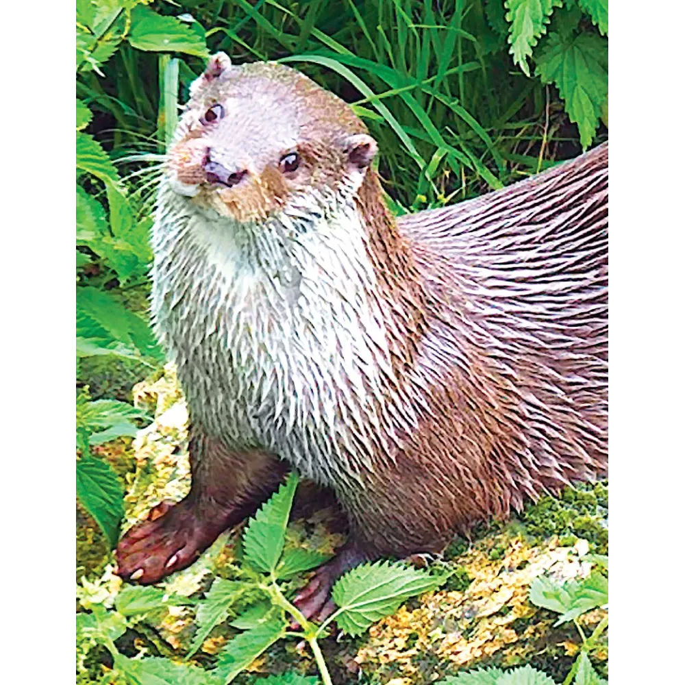Esencia única de Wild Earth - Nutria