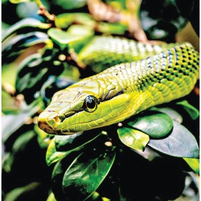 Essenza Singola Wild Earth - Snake (Serpente) 30 ml