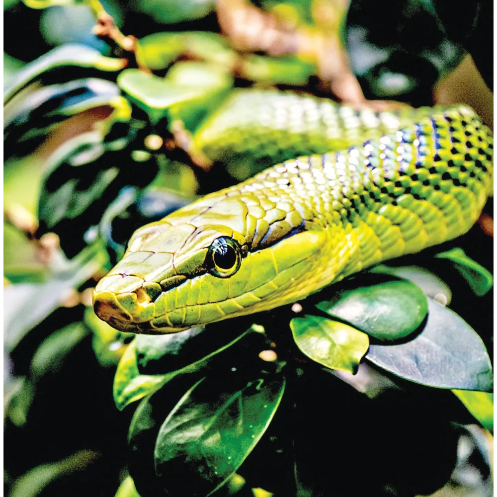 Wild Earth Single Essence - Snake