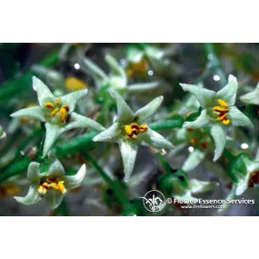 Esencia única FES...