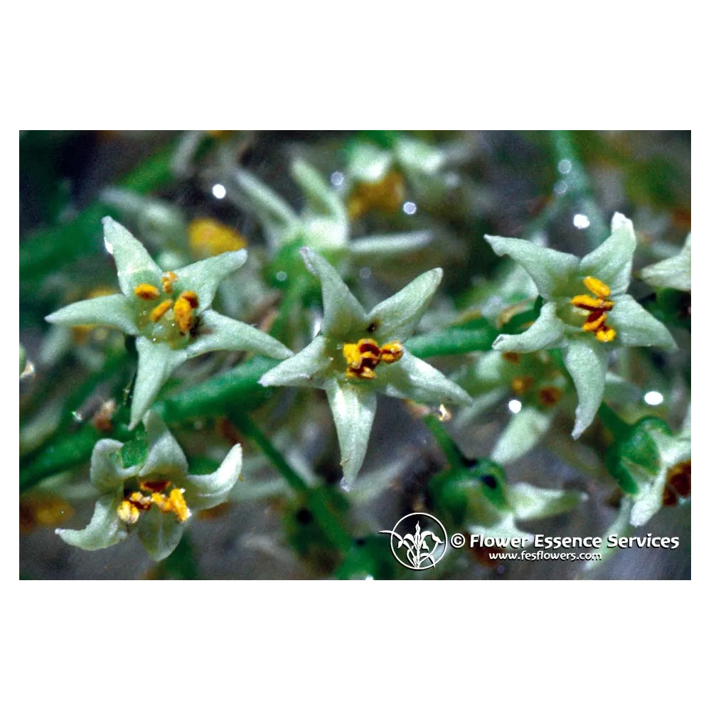 Essence unique californienne FES - Chêne empoisonné (Rhus diversiloba) 7,4 ml