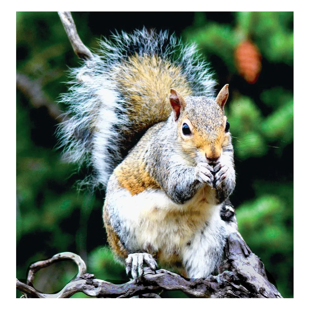 Wild Earth Single Essence - Squirrel 30 ml