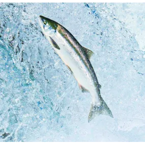 Essence unique Wild Earth -...