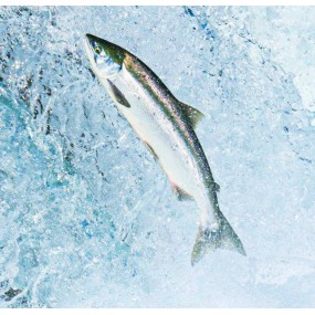 Essenza Singola Wild Earth - Salmon (Salmone) 30 ml