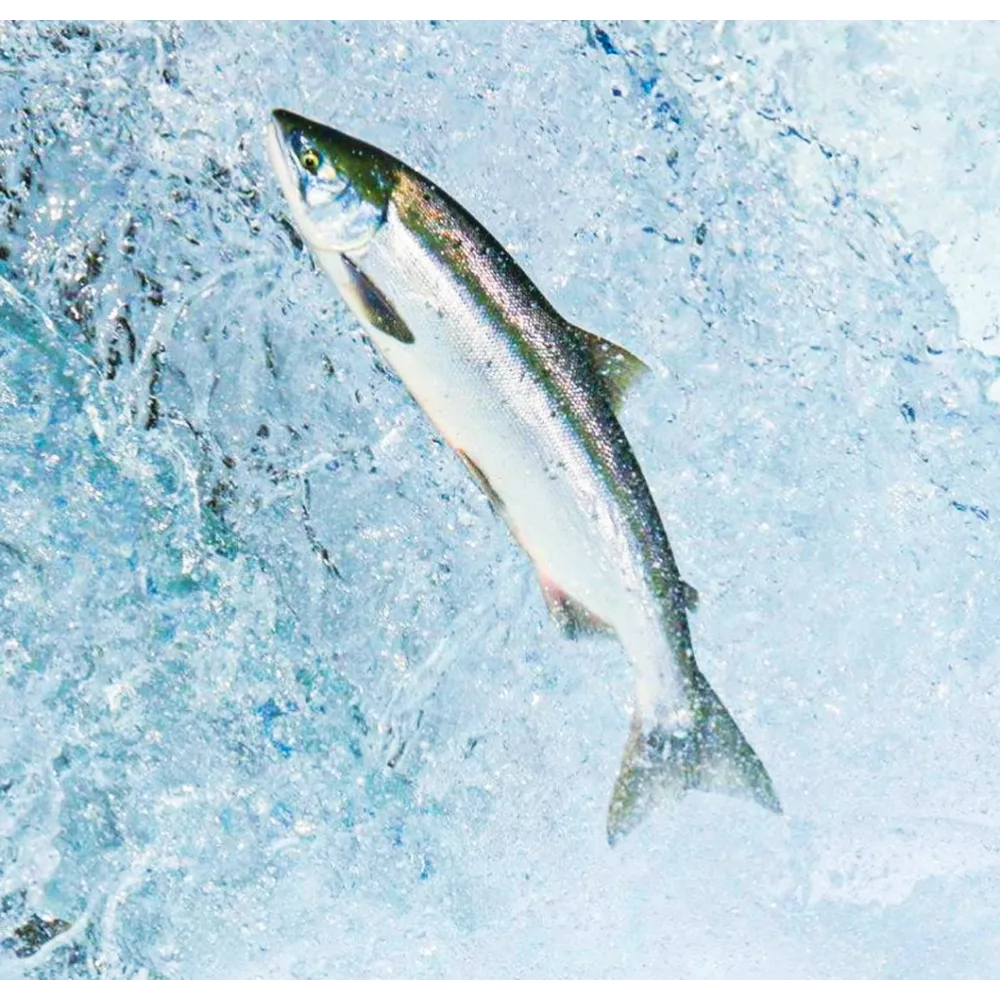 Essenza Singola Wild Earth - Salmon (Salmone) 30 ml