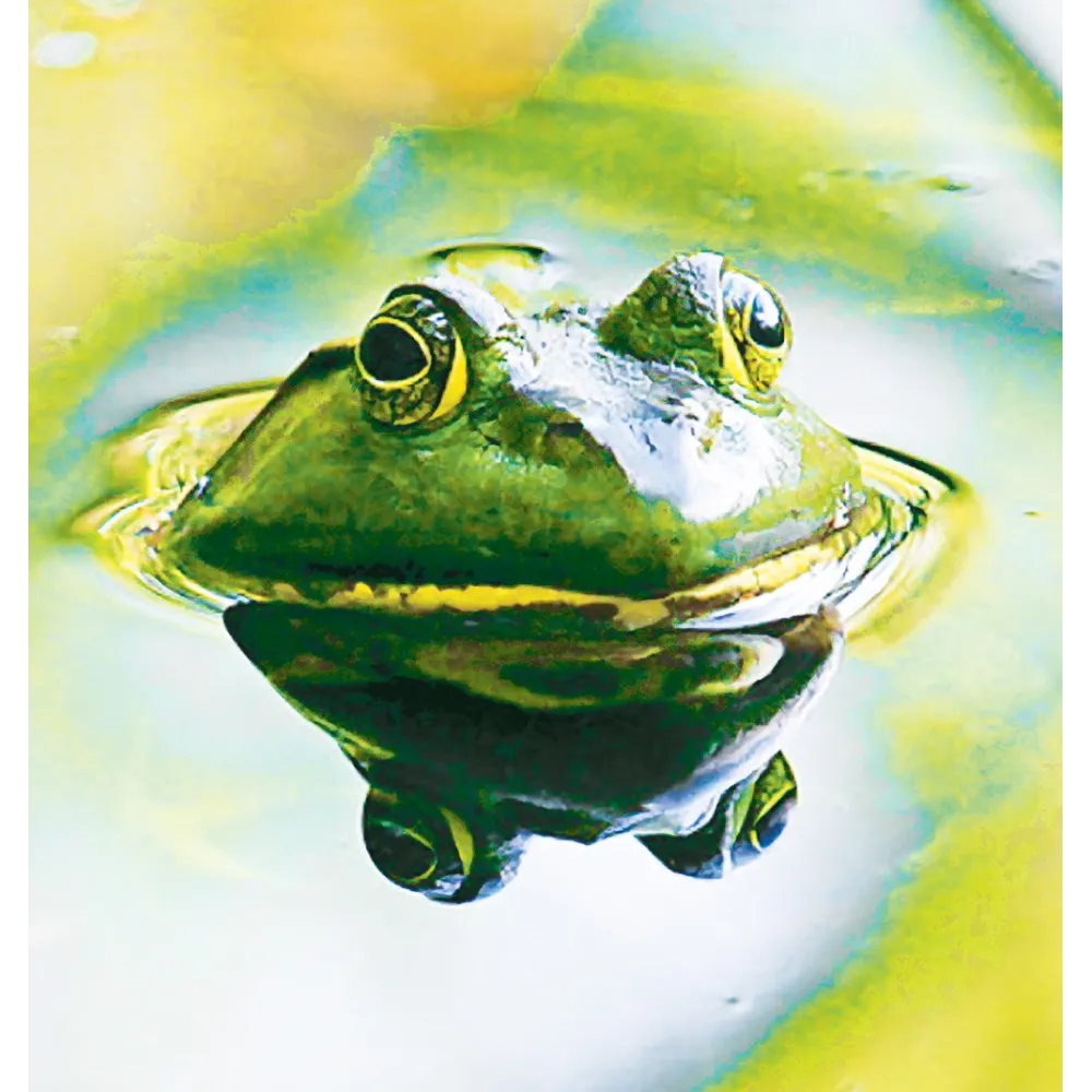 Wild Earth Single Essence - Frosch 30 ml